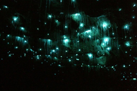 New Zealand glowworm cave
